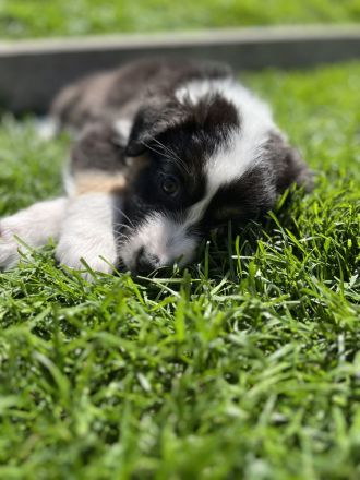 Australian Shepherd Welpen