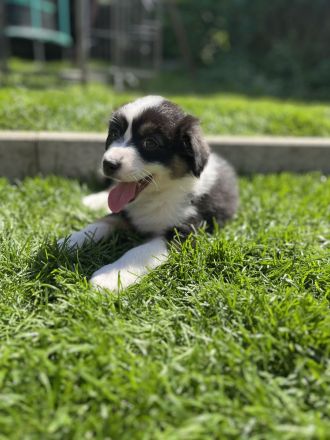 Australian Shepherd Welpen