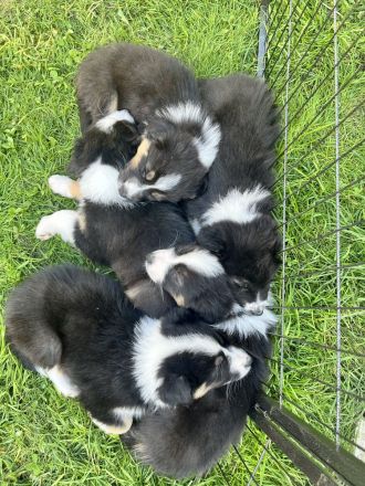 Australian Shepherd Welpen