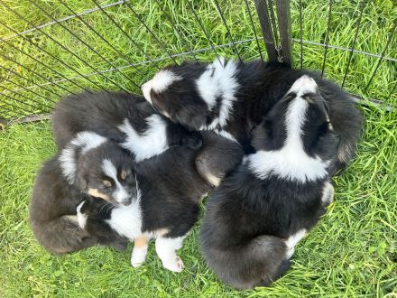 Australian Shepherd Welpen