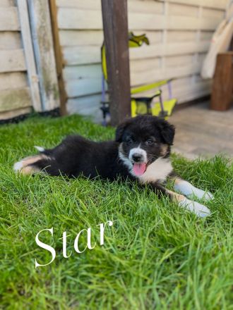 Australian Shepherd Welpen