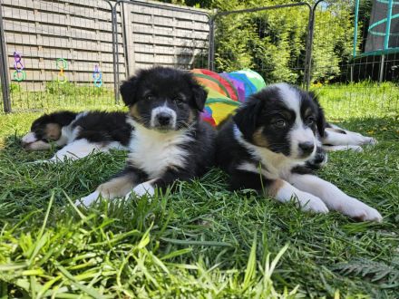 Australian Shepherd Welpen