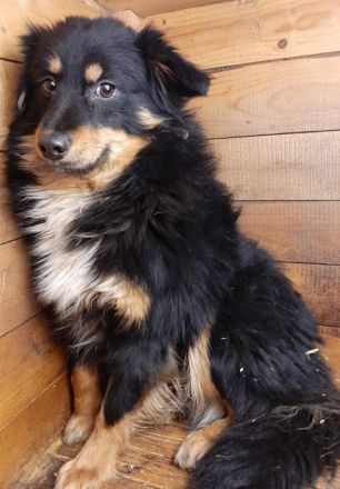 Bebo – Ein Herz, das nach Liebe ruft!