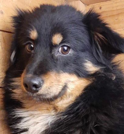 Bebo – Ein Herz, das nach Liebe ruft!