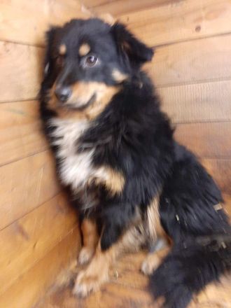 Bebo – Ein Herz, das nach Liebe ruft!