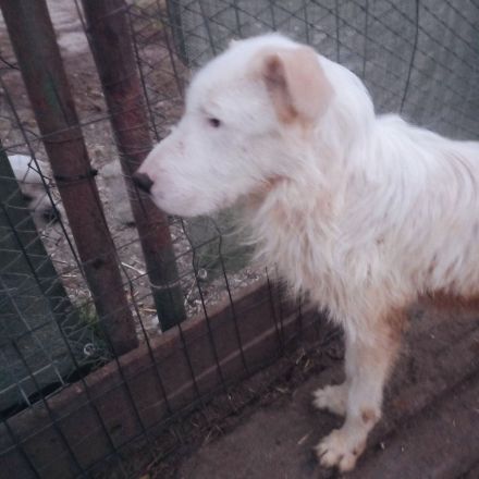 Benjamin – Dein neuer treuer Freund!