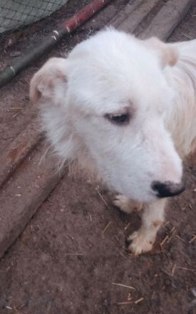 Benjamin – Dein neuer treuer Freund!