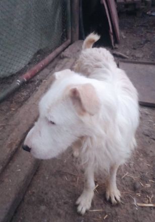 Benjamin – Dein neuer treuer Freund!