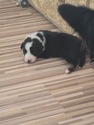 Wunderschöne border collie Welpen abzugeben