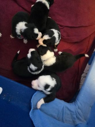 Wunderschöne border collie Welpen abzugeben
