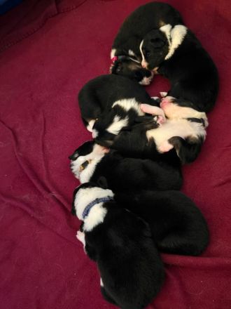 Wunderschöne border collie Welpen abzugeben