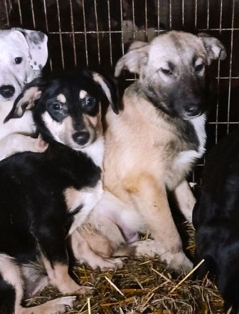 Bubu sucht sein Glück – vielleicht bei dir?