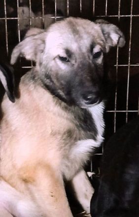 Bubu sucht sein Glück – vielleicht bei dir?