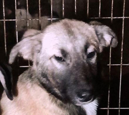 Bubu sucht sein Glück – vielleicht bei dir?