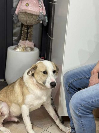 Ein Herz aus Gold sucht ein Zuhause für immer: Buddy