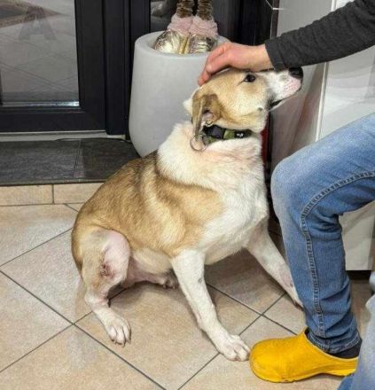 Ein Herz aus Gold sucht ein Zuhause für immer: Buddy