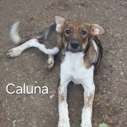 Caluna, Cassy, Cecil, Cecile, Celia – liebevolle Hündinnen suchen ihr Für-immer-Zuhause!