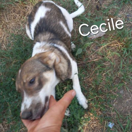 Caluna, Cassy, Cecil, Cecile, Celia – liebevolle Hündinnen suchen ihr Für-immer-Zuhause!