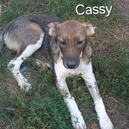 Caluna, Cassy, Cecil, Cecile, Celia – liebevolle Hündinnen suchen ihr Für-immer-Zuhause!