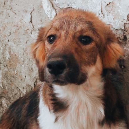 Caluna, Cassy, Cecil, Cecile, Celia – liebevolle Hündinnen suchen ihr Für-immer-Zuhause!