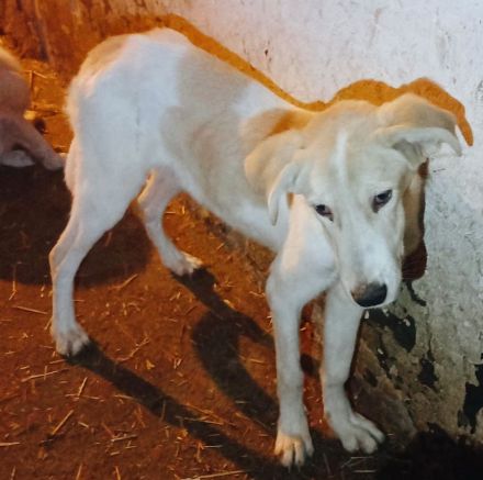 Carlita sucht ihr Zuhause – Wer schenkt ihr ein warmes Körbchen?