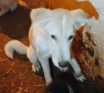 Carlita sucht ihr Zuhause – Wer schenkt ihr ein warmes Körbchen?