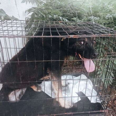 Chicco – Ein Herzenshund sucht sein Für-immer-Zuhause