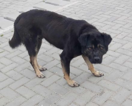 Chicco – Ein Herzenshund sucht sein Für-immer-Zuhause