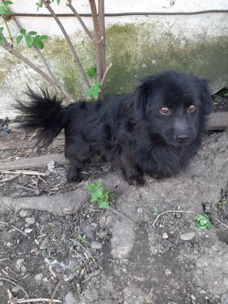 Kleiner Chitto – ein Herz auf vier Pfoten sucht sein Zuhause.