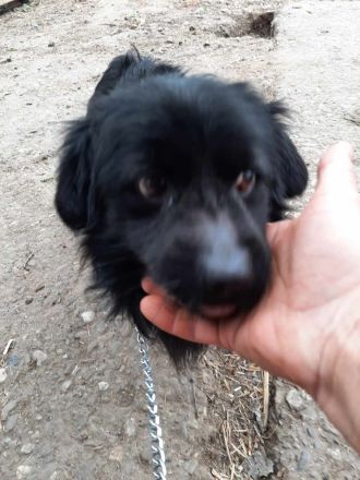 Kleiner Chitto – ein Herz auf vier Pfoten sucht sein Zuhause.