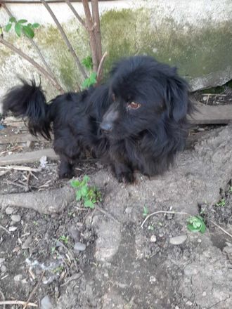 Kleiner Chitto – ein Herz auf vier Pfoten sucht sein Zuhause.