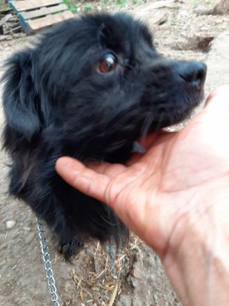 Kleiner Chitto – ein Herz auf vier Pfoten sucht sein Zuhause.