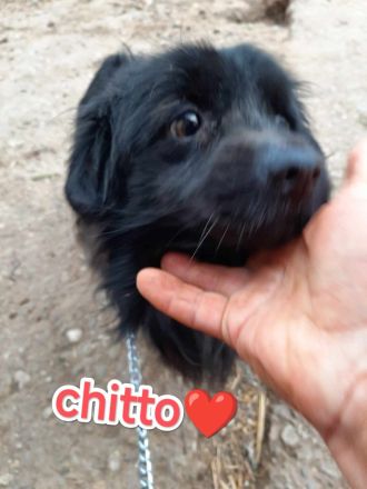 Kleiner Chitto – ein Herz auf vier Pfoten sucht sein Zuhause.