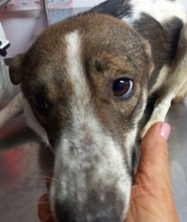 Clara ist eine stolze Hundemama.