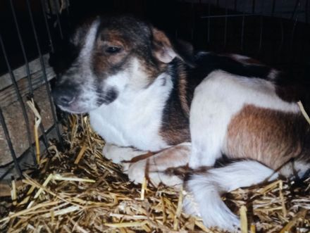 Clara ist eine stolze Hundemama.