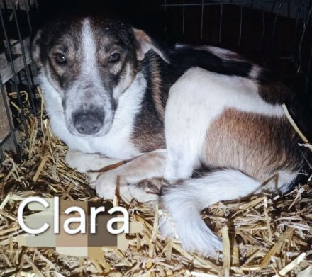 Clara ist eine stolze Hundemama.