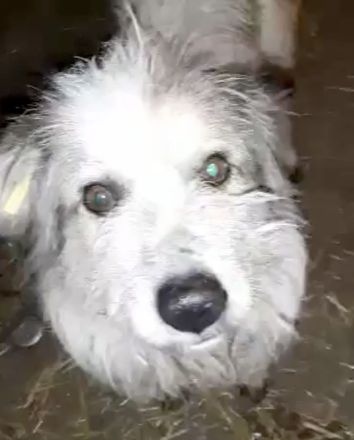 Coby – Ein Sonnenschein sucht sein Glück