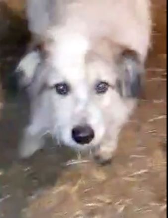 Coby – Ein Sonnenschein sucht sein Glück