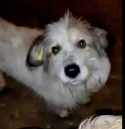 Coby – Ein Sonnenschein sucht sein Glück