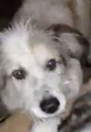 Coby – Ein Sonnenschein sucht sein Glück