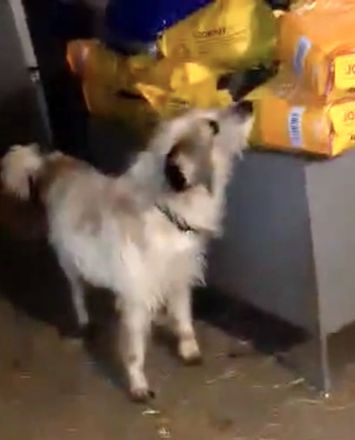 Coby – Ein Sonnenschein sucht sein Glück