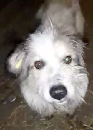 Coby – Ein Sonnenschein sucht sein Glück