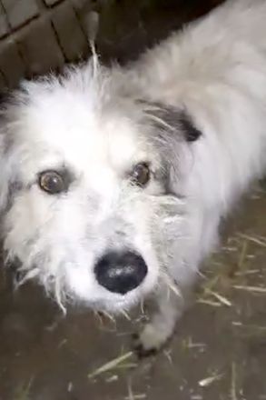 Coby – Ein Sonnenschein sucht sein Glück