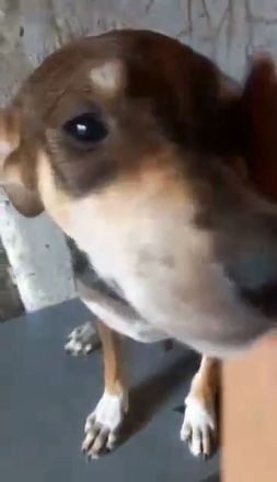 Conor – Ein kleiner Kämpfer auf der Suche nach seinem Glück!