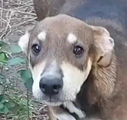 Conor – Ein kleiner Kämpfer auf der Suche nach seinem Glück!