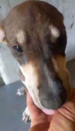 Conor – Ein kleiner Kämpfer auf der Suche nach seinem Glück!