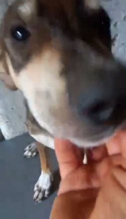 Conor – Ein kleiner Kämpfer auf der Suche nach seinem Glück!