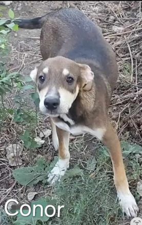 Conor – Ein kleiner Kämpfer auf der Suche nach seinem Glück!