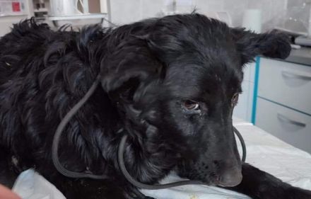 Corbys Köfferchen sind gepackt