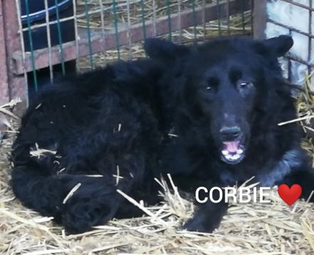 Corbys Köfferchen sind gepackt